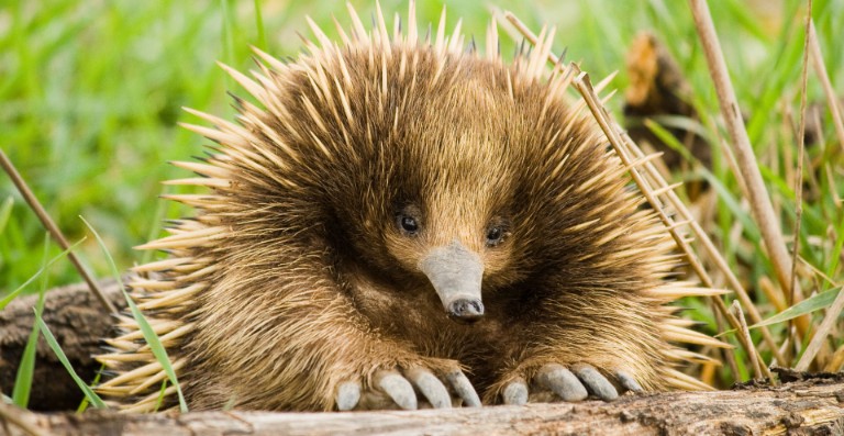 Australia’s spiky, shuffling, egg-laying echidna evolved in ‘extremely rare’ event, scientists say Australia’s spiky, shuffling, egg-laying echidna evolved in ‘extremely rare’ event, scientists say