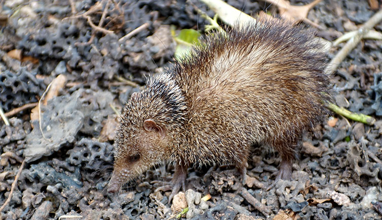 A common tenrec