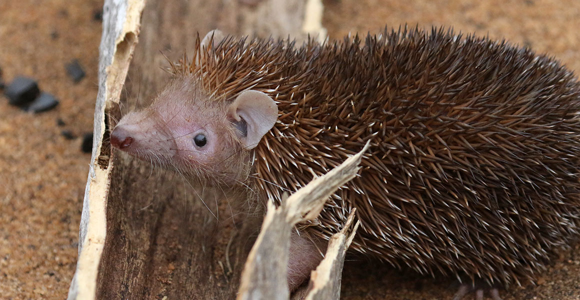 A lesser hedgehog tenrec climbing over a log