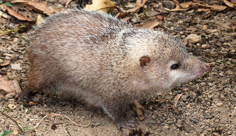 A tailless tenrec