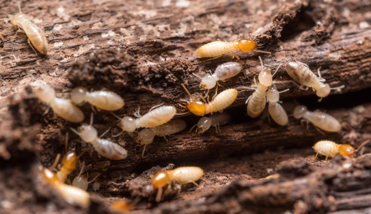Termites swarm over wood which is being consumed
