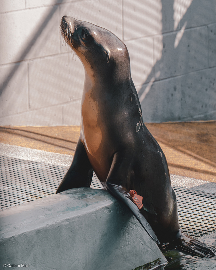 A small, inquisitive sea lion