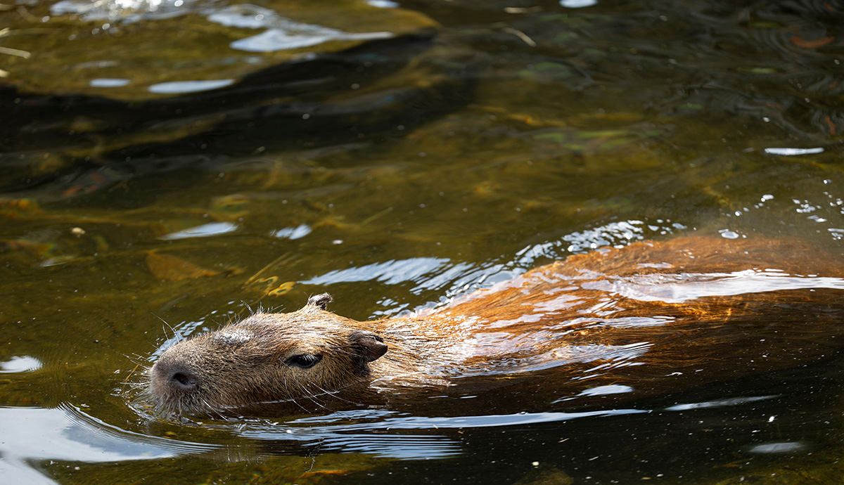 A capybara swimming.