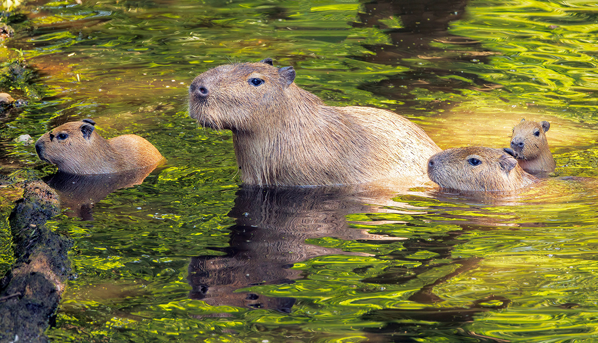 Adult and baby capybaras in water.