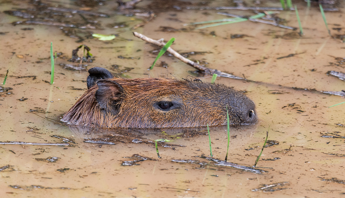 Capybara in water with eyes, nostrils and ears showing.