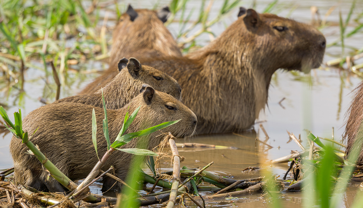 Group of capybaras in water