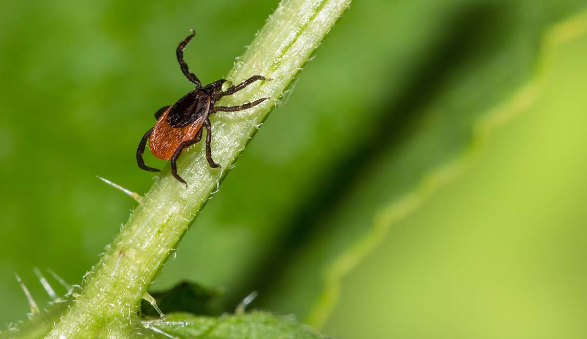A reddish-brown tick with black legs crawls up a plant stem.
