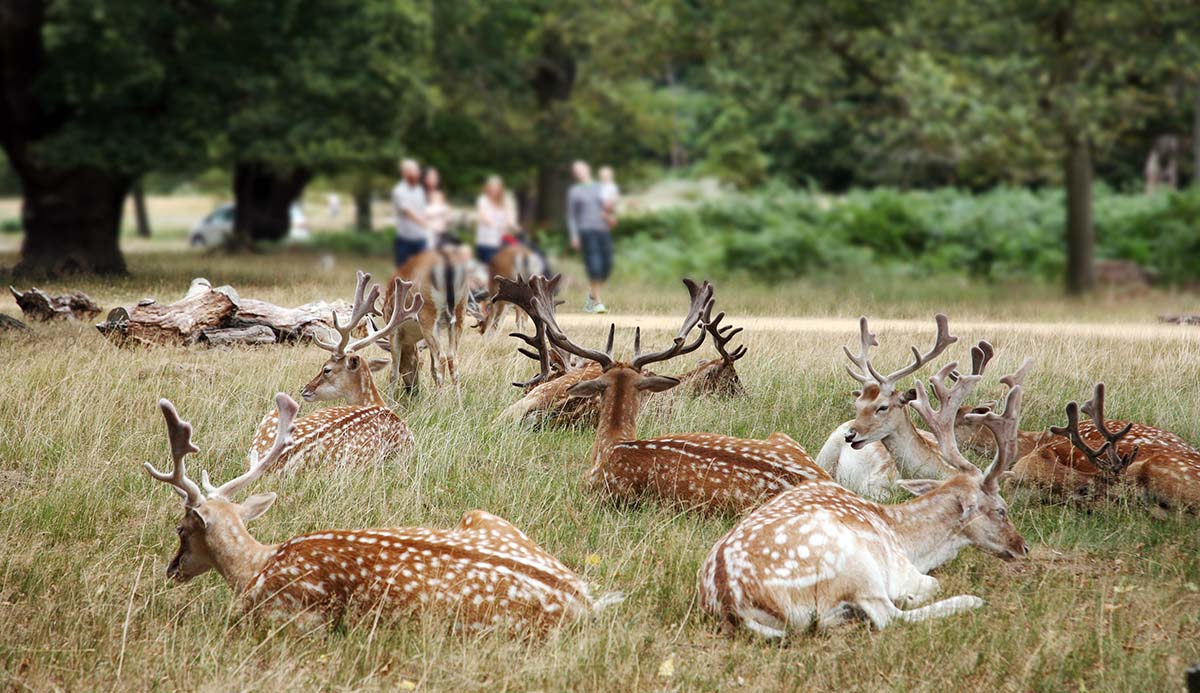 A small group of deer lying in grass, with a small group of people visible a short distance away.