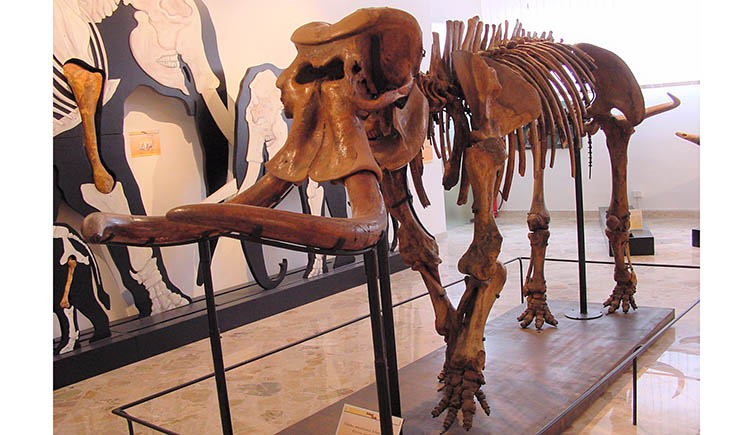 A side on view of a mounted minature elephant skeleton. 