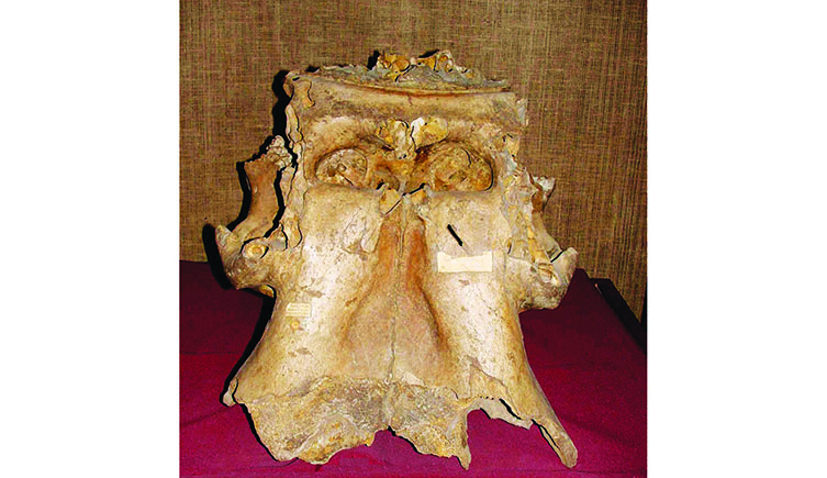 A slightly battered looking skull of an elephant sits on a red cushion. 