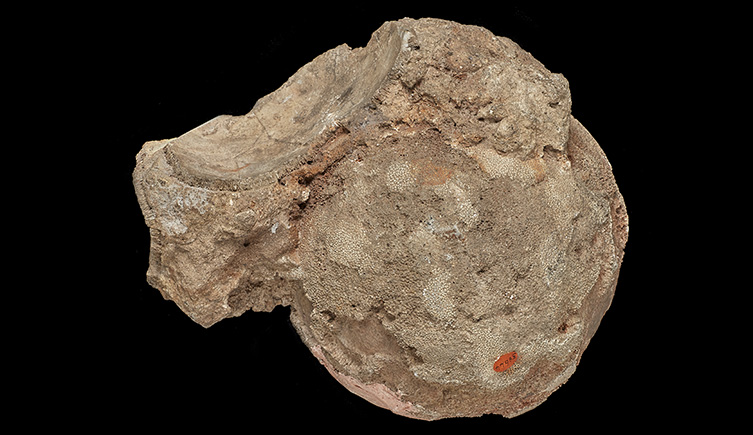 The egg as a whole, showing its spherical structure. There is also some material on the edge of the egg which is curved, and looks like another egg would have fitted. 