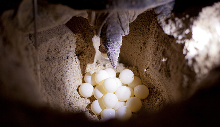 A photograph of a sea turtle laying its eggs in a sandy hole. 