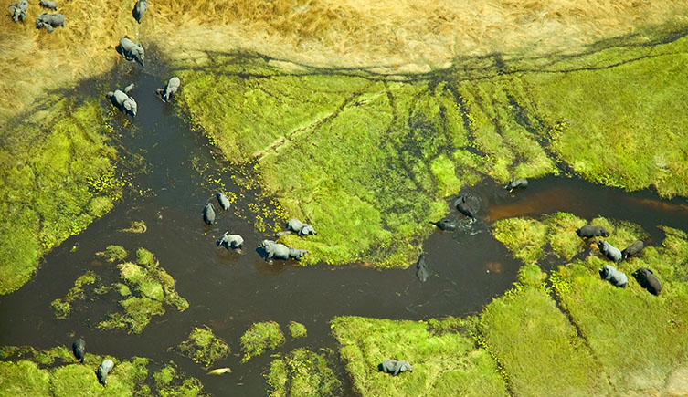 An aerial view of a herd of elephants moving through a wetland. 