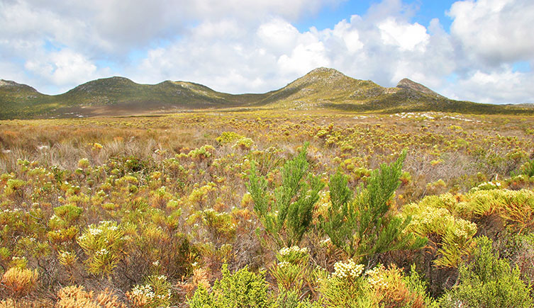 A view across the fynbos of South Africa. 