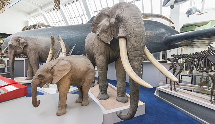 The whale hall gallery at the Museum, showing a taxidermied adult and juvenile elphant in the foreground. 