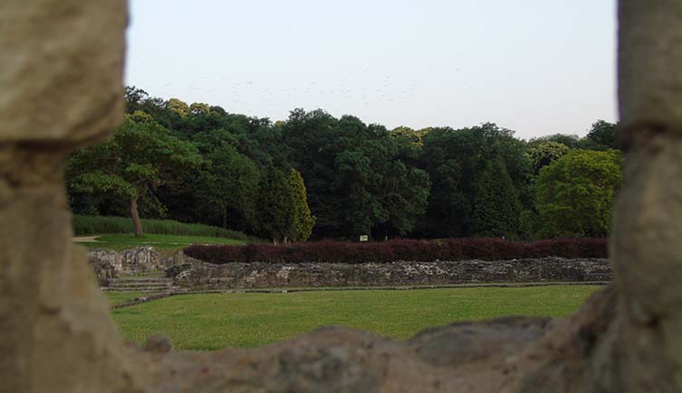 A row of trees behind a low ruined wall.