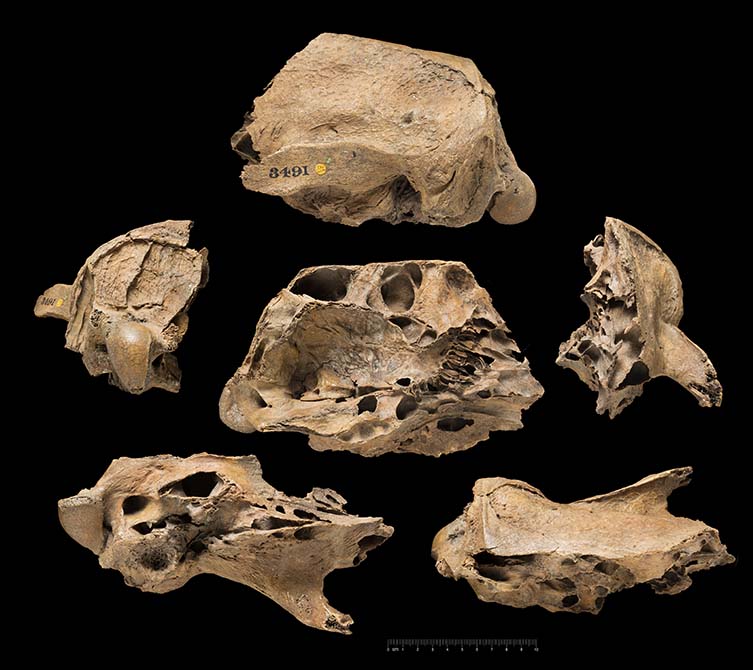A bone from Glossotherium, a prehistoric ground sloth