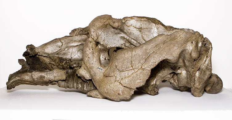 The skull of Toxodon, an extinct South American mammal, discovered by Charles Darwin