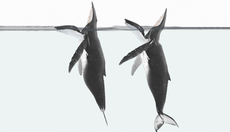 An artist's impression of trap feeding in humpback whales.