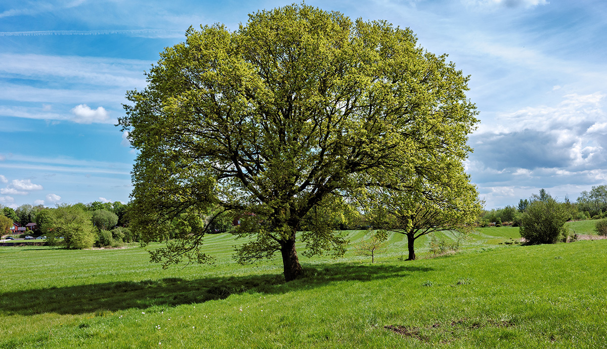Large oak tree in a field