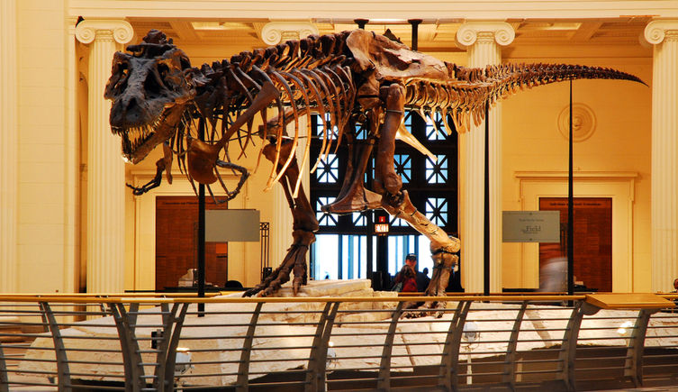 The skeleton of Sue the T. rex on display at the Field Museum in Chicago