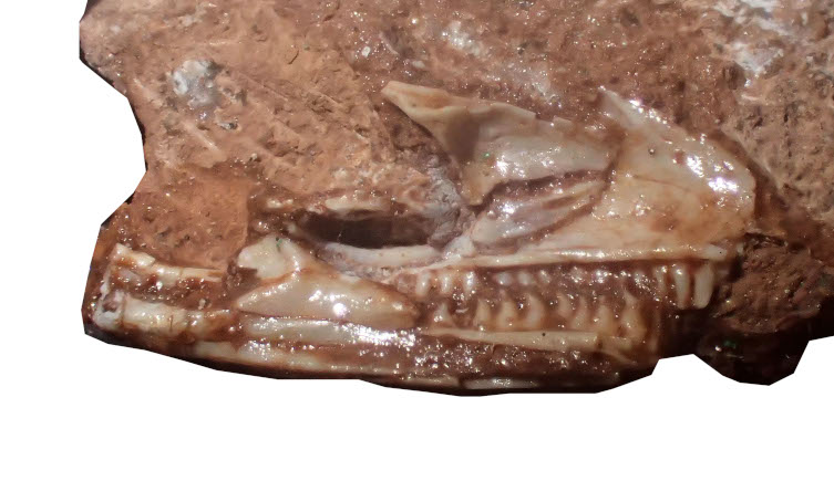 The skull of Cryptovaranoides microlanius shown to the side