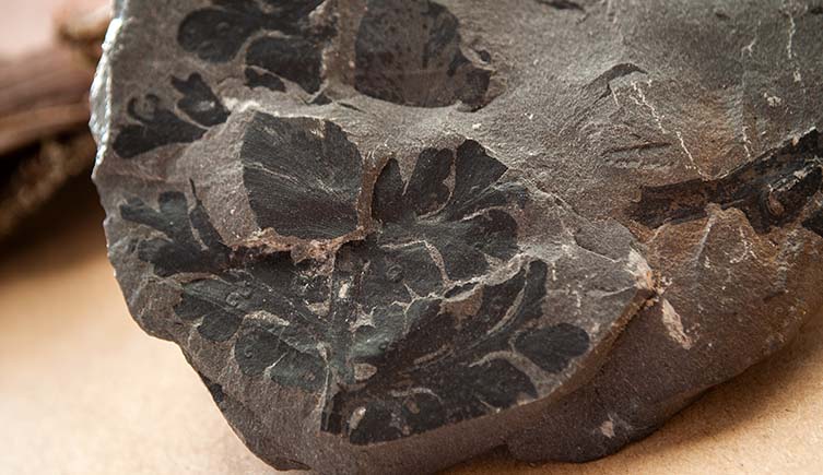 Leaves of a carbonised fern embedded in black rock.