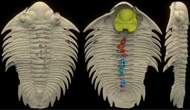 Scans of the fossil of Bohemolichas incola from above, the side and below, with the latter highlighting its gut contents and hypostome.