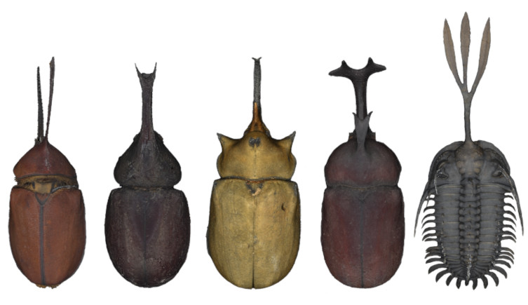 Different beetles compared to Walliserops, showing their weapons