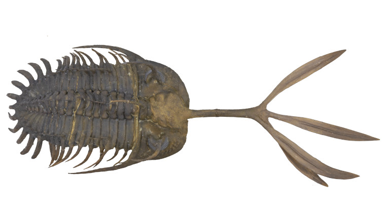 The four-tined Walliserops trifurcatus specimen