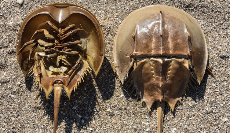 The underside and topside of a horseshoe crab on sand