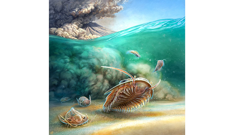 An artists drawing of the event that preserved the trilobites, with a volcano errupting in the bacground and pyroclastic flows entering the shallow sea. 