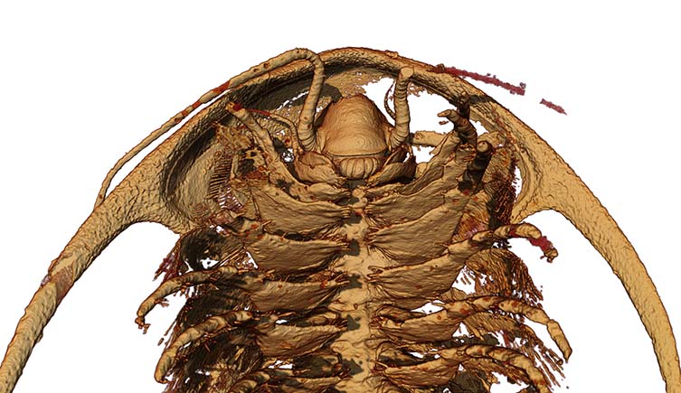 A close up detail of one of the trilobite fossils showing its mouth.