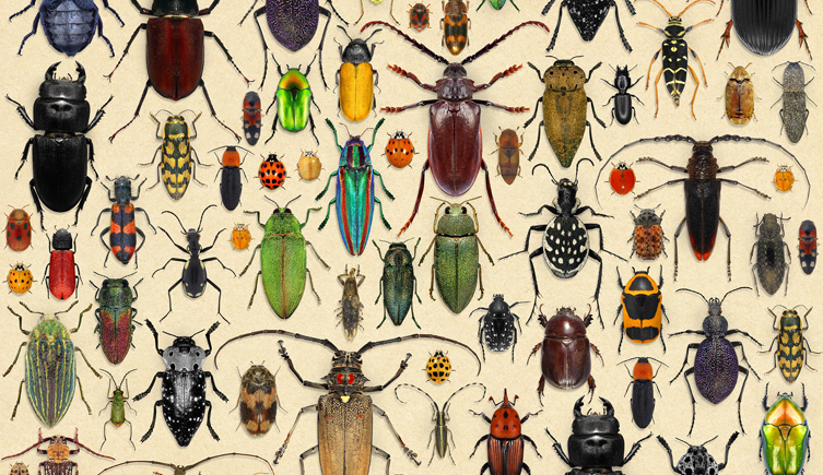 A collection of different beetle species