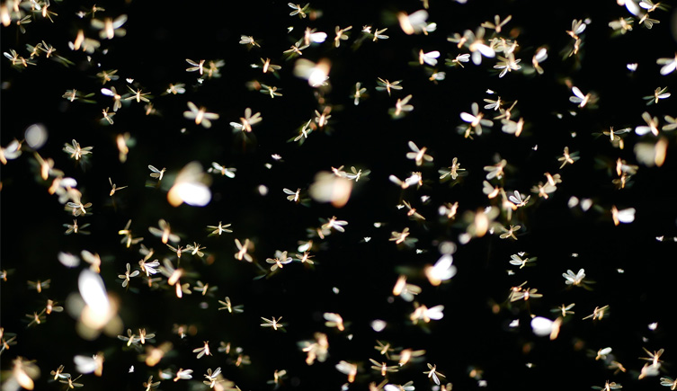 Countless flying insects in from of a black background