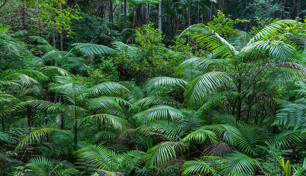 Ariel view of a section of the Daintree rainforest