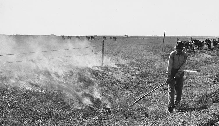 A man burns tumbleweeds beside a field of cows