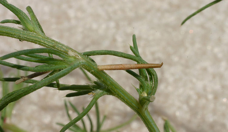 A Russian thistle casebearer moth larva inside a hollowed out Russian thistle leaf