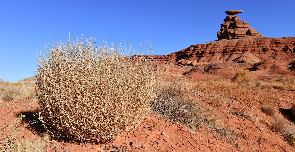 tumbleweed-mexican-hat-rock-utah-full-width.jpg.thumb.1920.1920.png