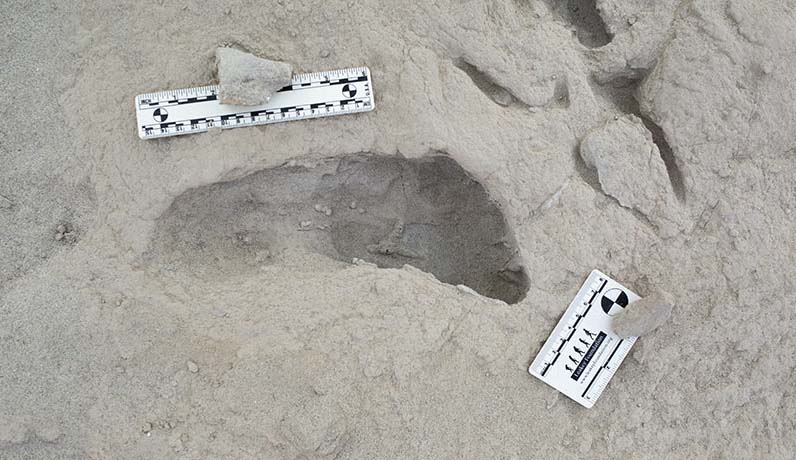 A footprint with a distinct curve, with two rulers used to measure its dimensions.