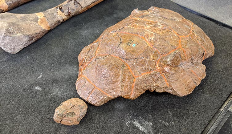 The fossil turtle Kallokibotion bajazidi from the Museum's collection.