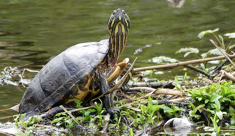 A terrapin sunning itself on some floating vegetation. 