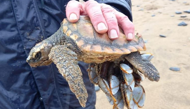 A young loggerhead turtle is held in a man's hand on a beach