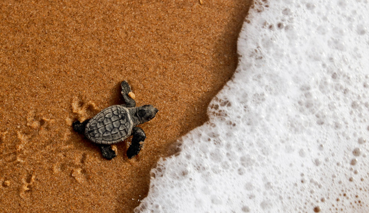 A newly-hatched loggerhead turtle crawls across sand and approaches the edge of the sea