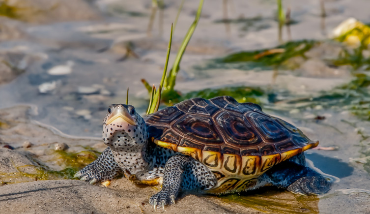 Diamondback terrapin on mud