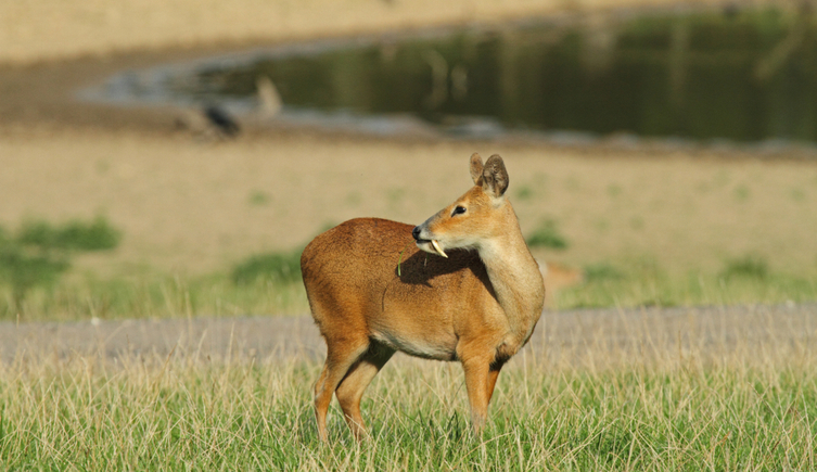 A water deer looks backwards