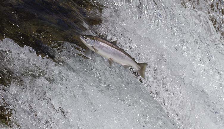 A silver-coloured salmon leaps up a deluge of flowing water.