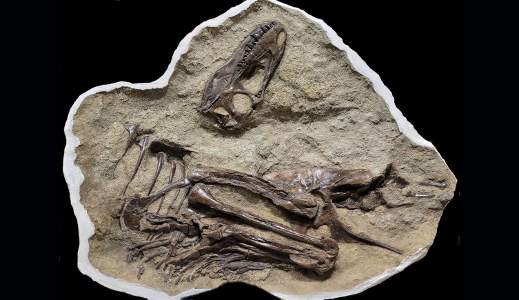 The prepared fossil of the juvenile Gorgosaurus containing Citipes legs.