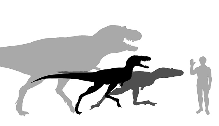 The silhoutte of a human compared to the silhouettes of Gorgosaurus at different life stages.