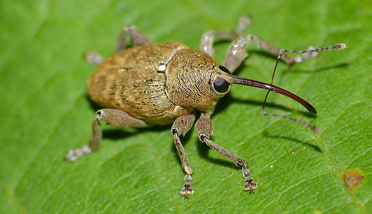 Acorn weevil on a leaf, showing its very long snout